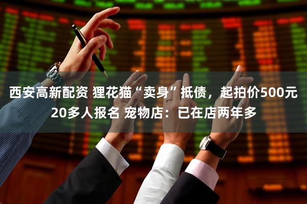 西安高新配资 狸花猫“卖身”抵债，起拍价500元20多人报名 宠物店：已在店两年多